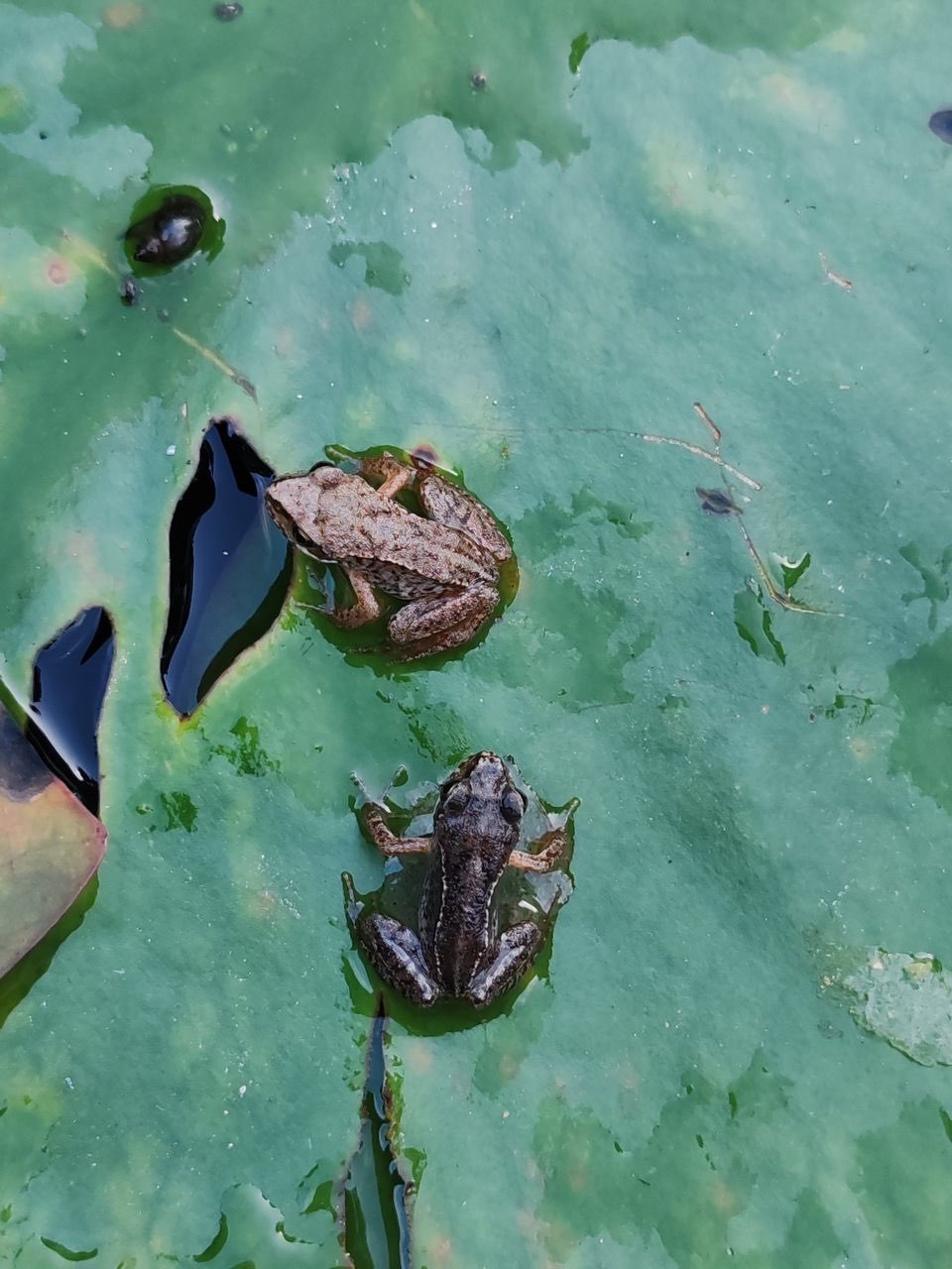 Frogs on a Dewy Lily Pad