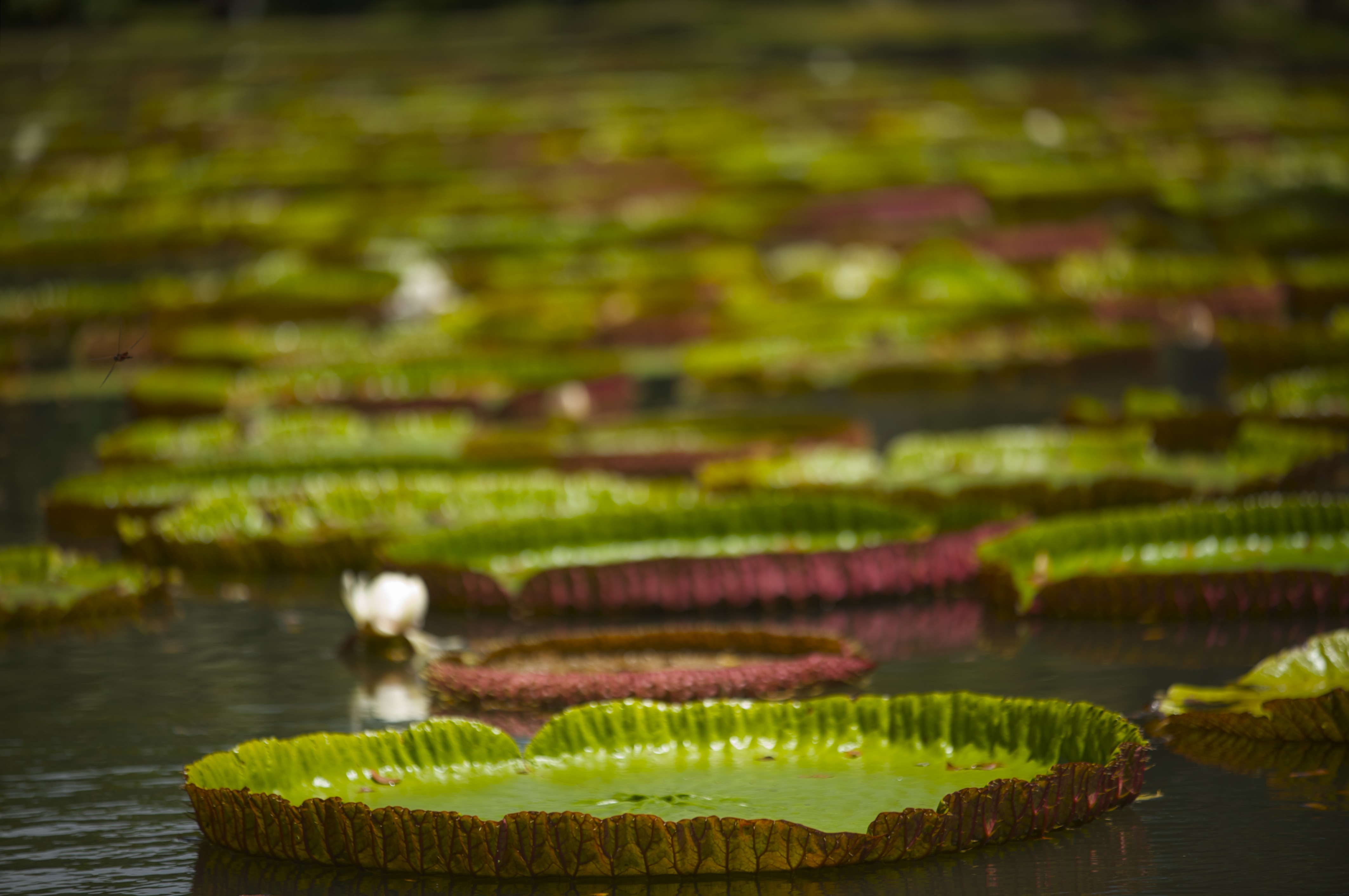 Pamplemousses garden